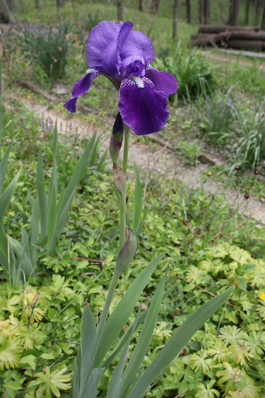 Photo of Bearded Iris